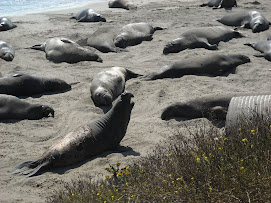 Seals at play