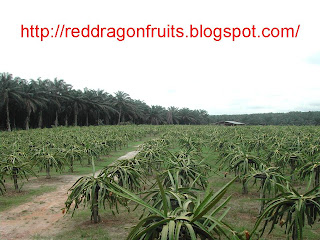 Dragon+fruit+plantation