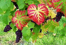 Pinot Noir Grapes at Denbies Vineyard, Surrey