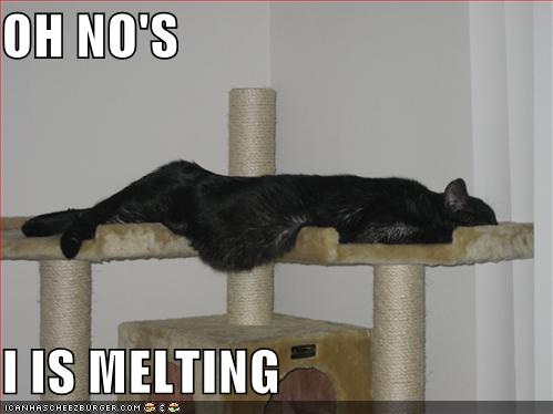 Black Lolcat