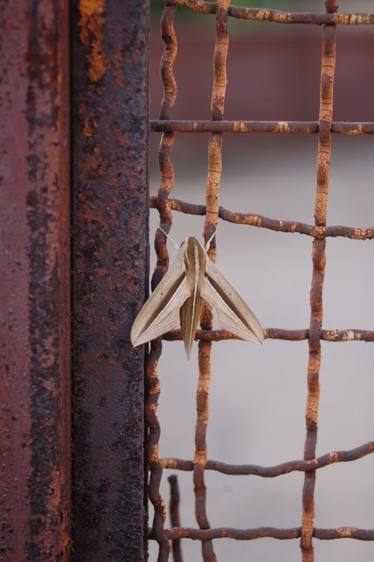 [moth+004.jpg]