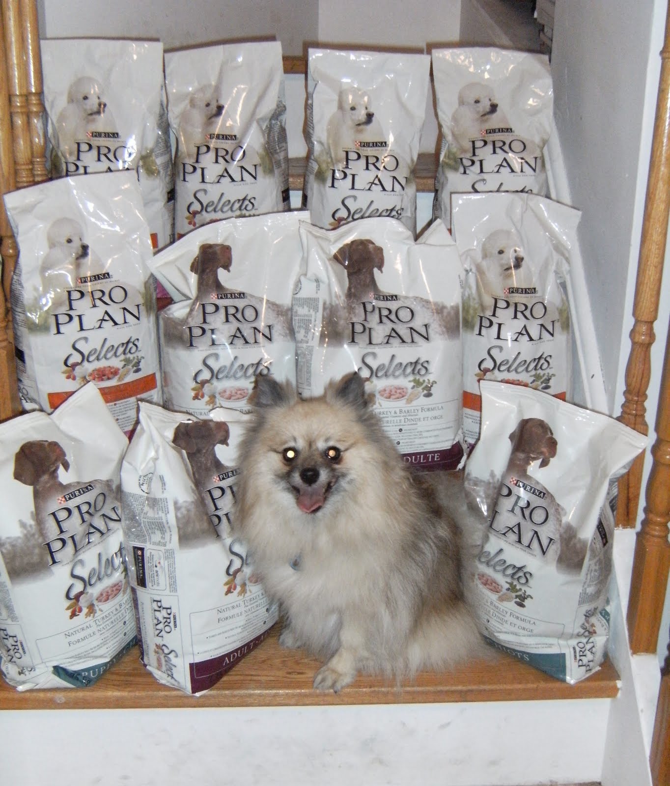 The Life of Dinglehopper the Pomeranian Dog Food Donations