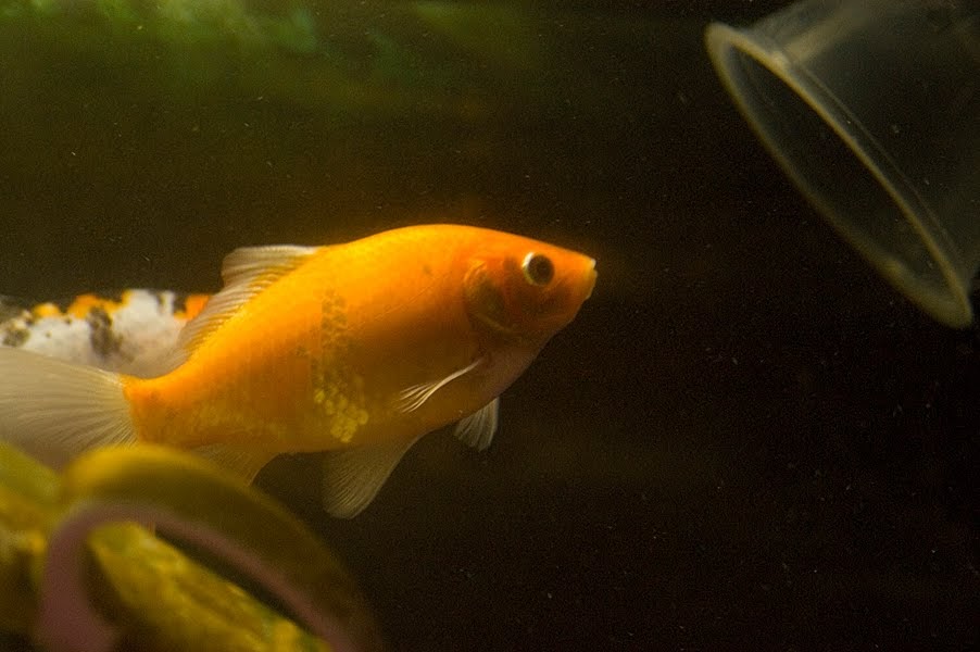goldfish toys for tank