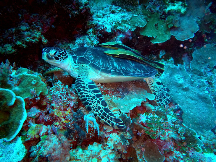 Hawksbill Turtle