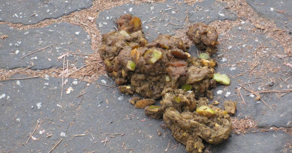 EAST OF ALLEN Bear Signs Bear Poop