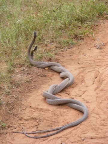 SA-tirist: black mamba's mating