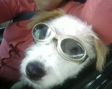 Doggles