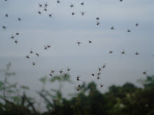 Baby Spiders