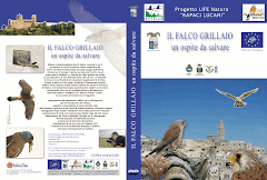 Disponibile il DVD sul Falco Grillaio