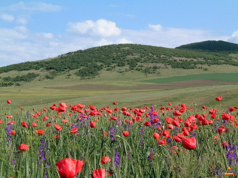 Dobrogea%2B.jpg
