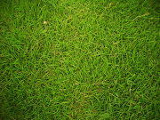 Grass by team 20 grass