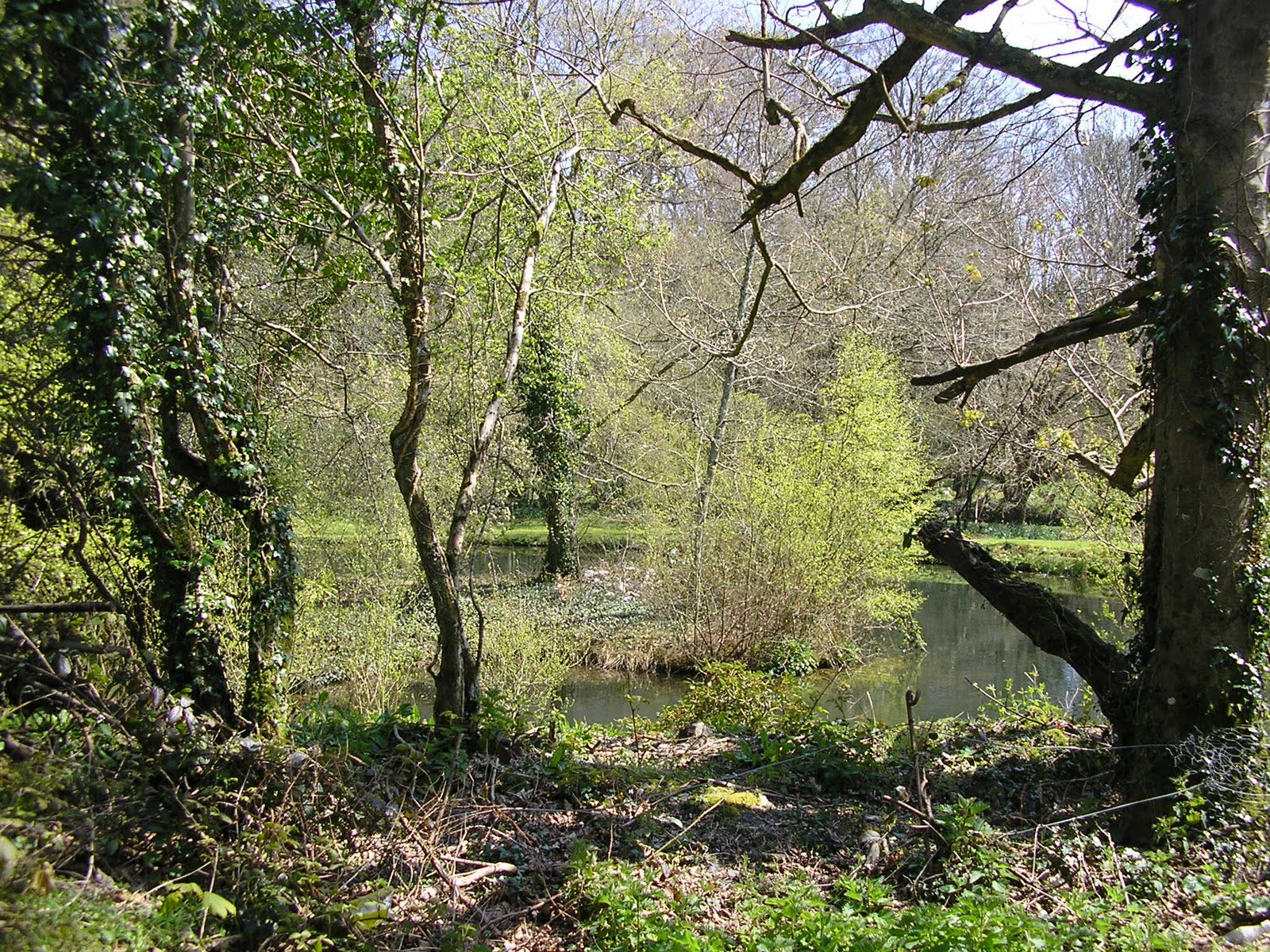 Alice in Galaxyland England's forests for sale