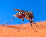 Penyakit Malaria Masih Mengancam Indonesia