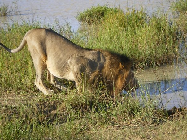 [Lion+Drinking.jpg]