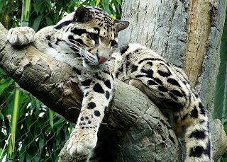 About Clouded Leopards - Clouded Leopards