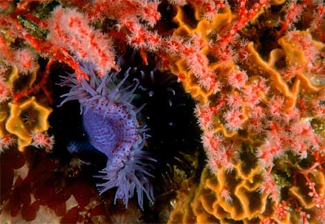 [sea-anemone.jpg]