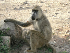 Baboons Will Rip Your Face Off