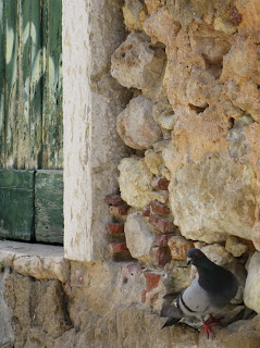 o pombo curioso