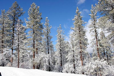 Snow Big Bear