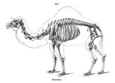 Richard Owen (62 años) - Sobre la anatomía de los vertebrados (1866): Esqueleto de un dromedario