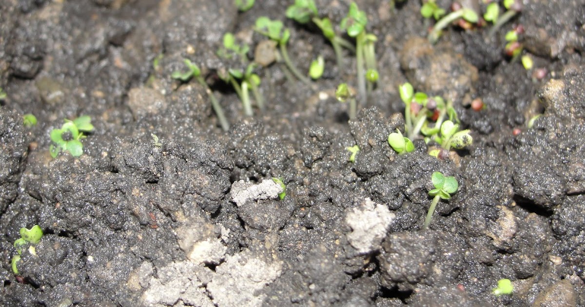 EverGreen Gardening Ministries Northwold Turnip Sprouts