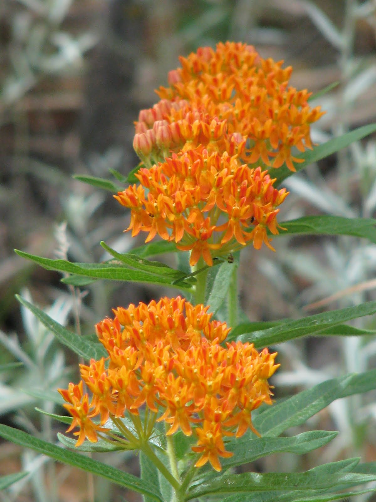 The Lion's Game US 550 & NM 4