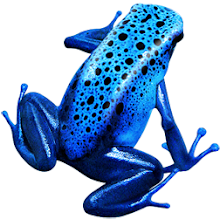 Blue Frog Web Design