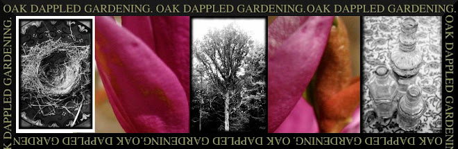 Oak Dappled Gardening