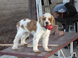 The pups: