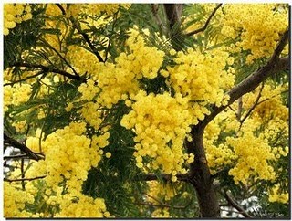 [mimosa[1].jpg]