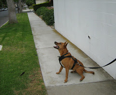 On a walk in the neighborhood