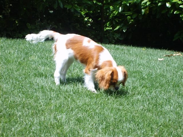 Pepita! 5 mesi!