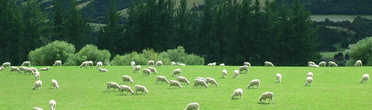 Feed the Flock