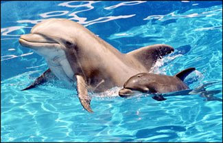 представление с делфини Baby+dolphin+and+mama