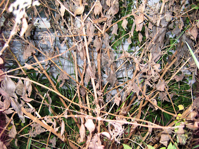 Frost Damaged Plants