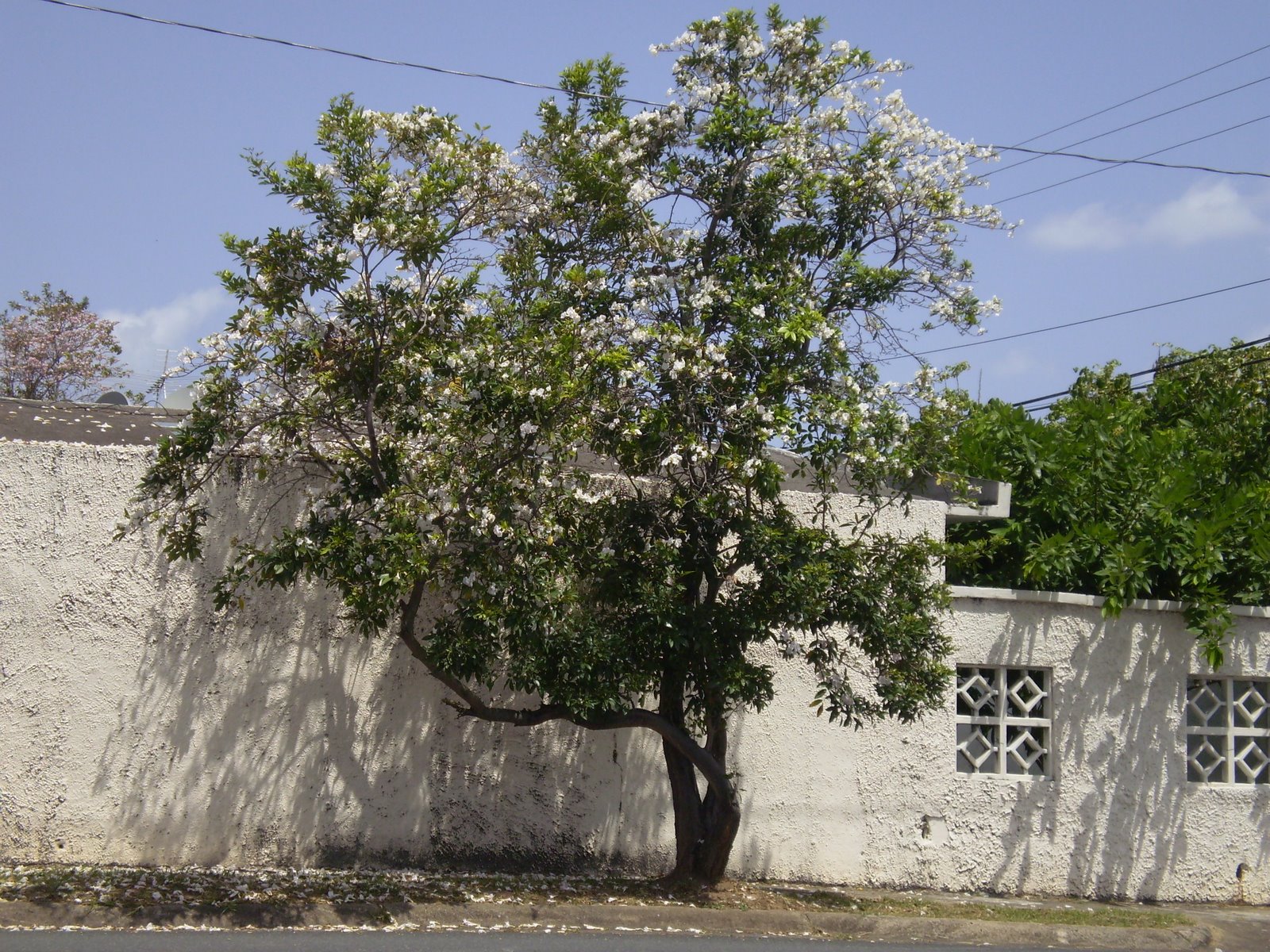 [Roble+Blanco.JPG]