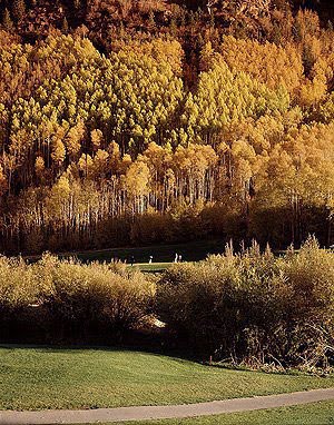 [Full_04-aspens-over-vail.jpg]