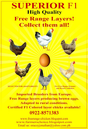 Free range chicken supplier philippines