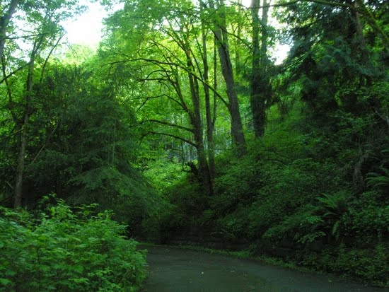 Boshti Kurrizor