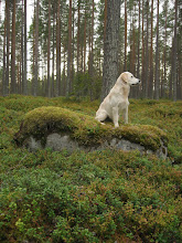 Nelly i skogen