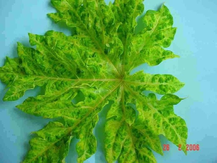 Agriculture Extension Papaya Mosaic virus, a desi solution