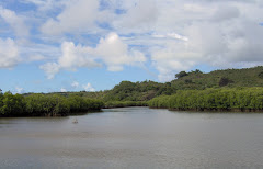 Mangroves