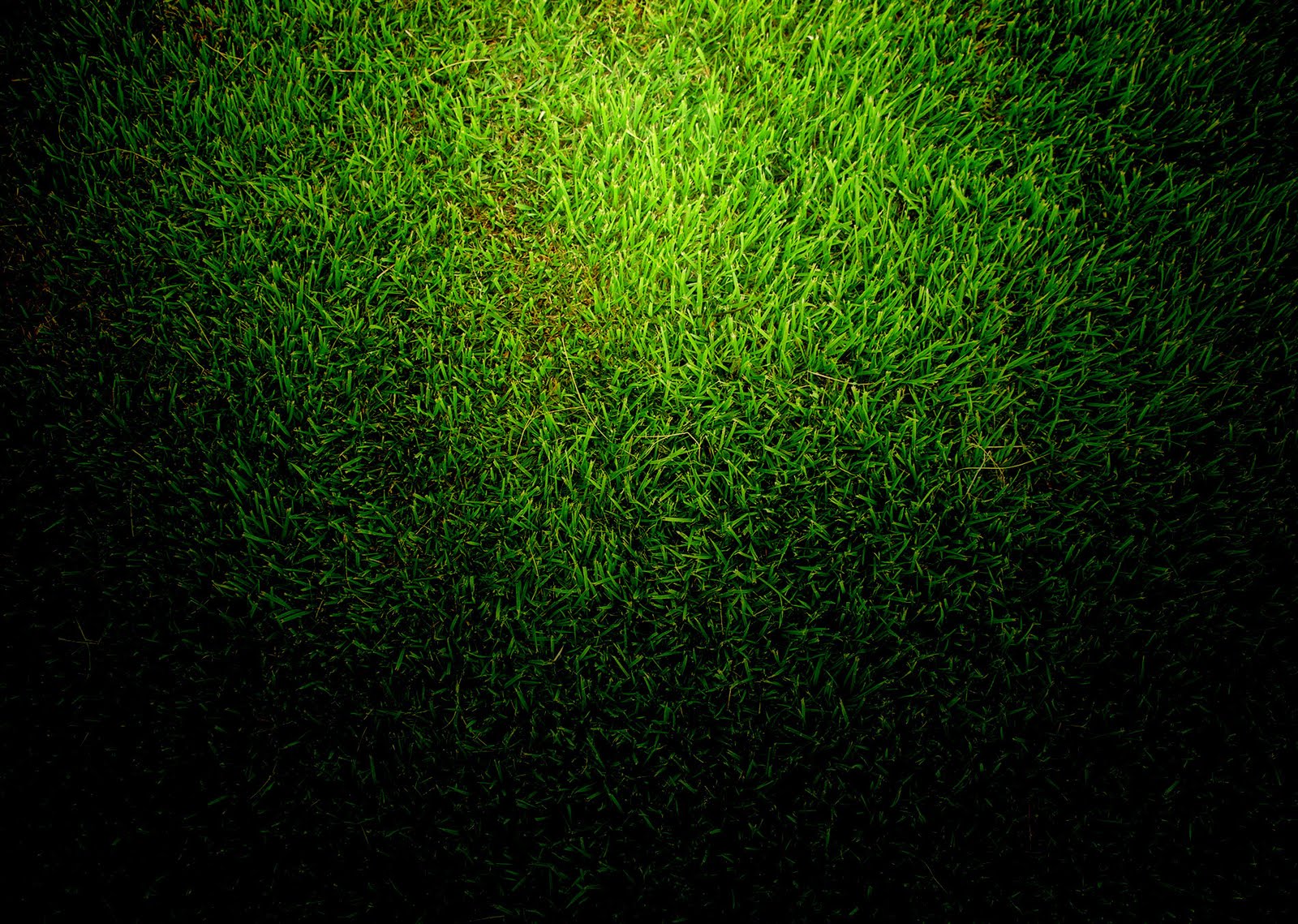 Bg Grass