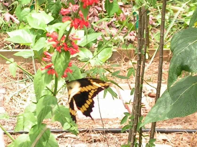 Gardening in Central Florida Giant Swallowtail Butterfly