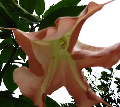 Gardening in Central Florida: September 2007