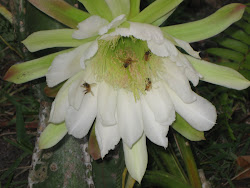 LAS ABEJAS LIBAN EN LA FLOR DE CACTUS CON ESPINAS.