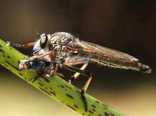robber fly