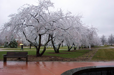 Frozen cherry trees in Ceres, South Africa