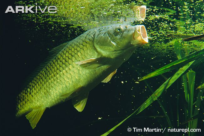 common carp fishing. rajsand common carp fish. common carp fishing. rajsand