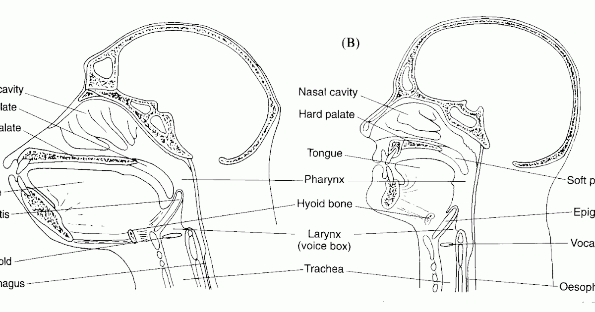 The Cranky Linguist: Chimp vs. human vocal tracts